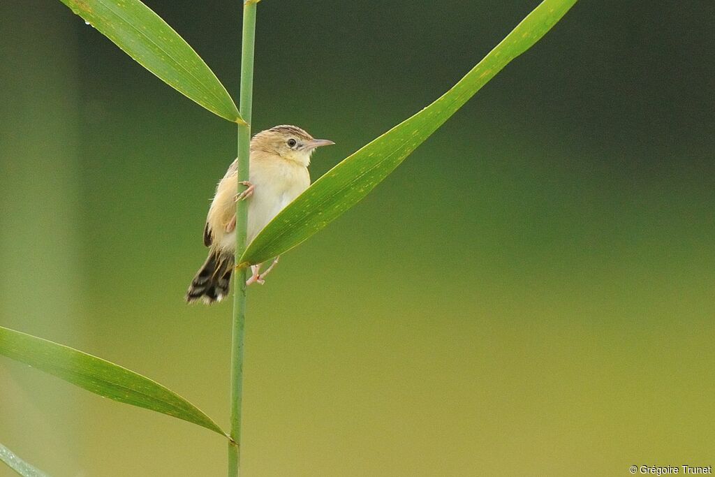 Zitting Cisticola