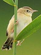 Zitting Cisticola