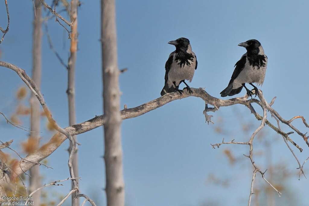 Hooded Crowadult breeding, Behaviour