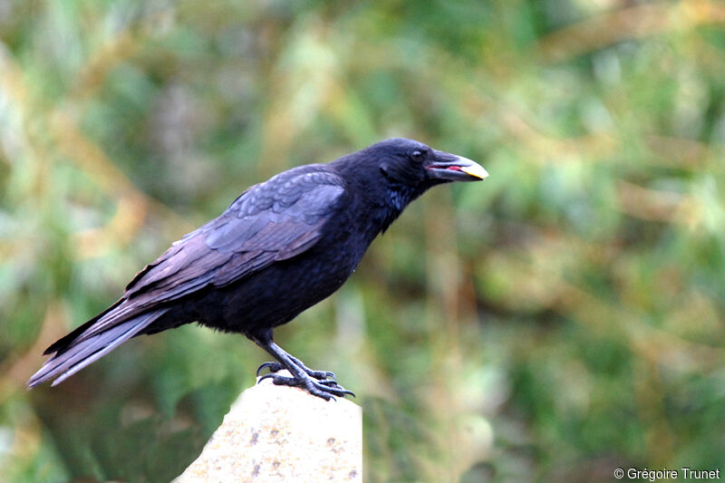 Carrion Crow