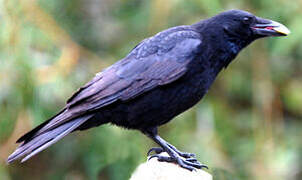 Carrion Crow