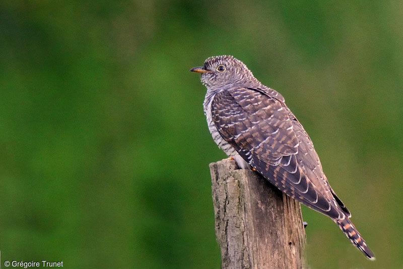 Common Cuckoo