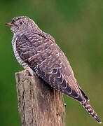 Common Cuckoo