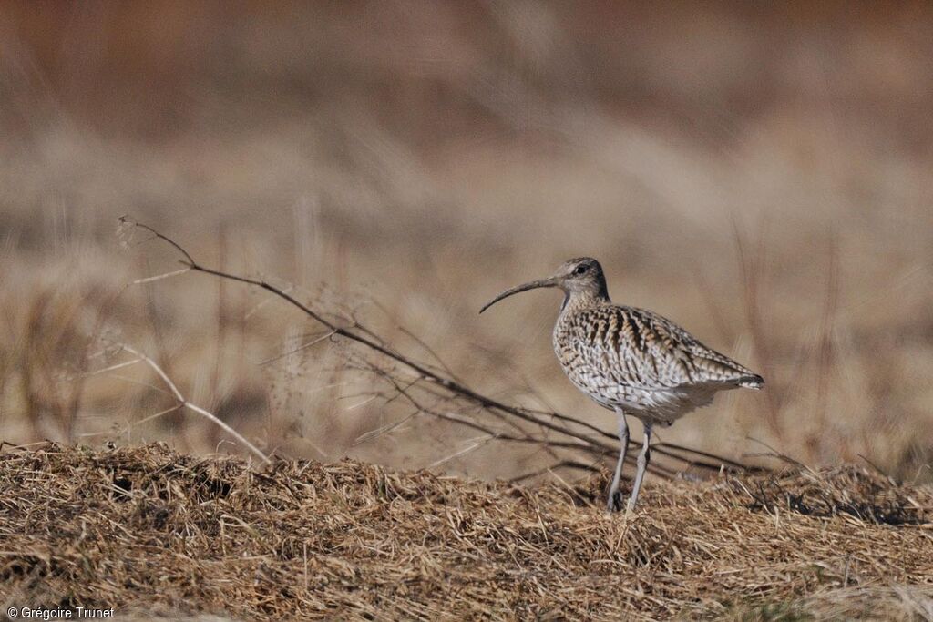 Eurasian Whimbrel