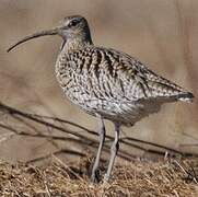 Eurasian Whimbrel