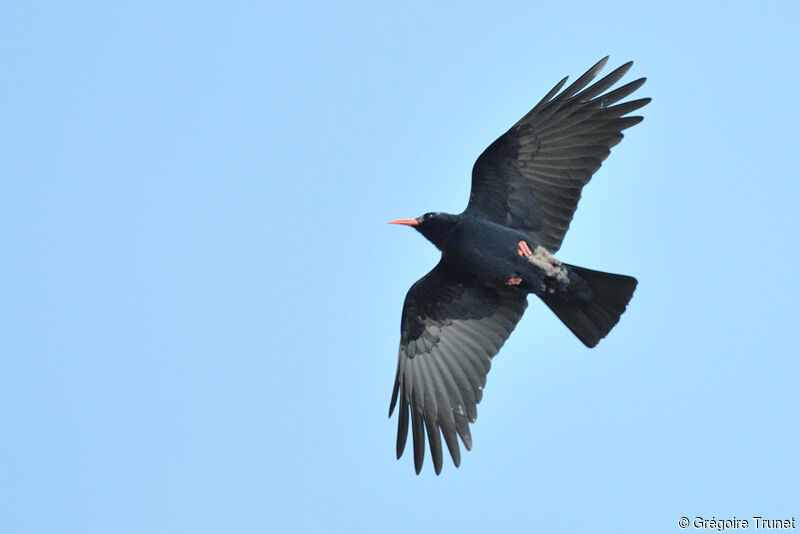 Red-billed Chough