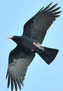 Red-billed Chough