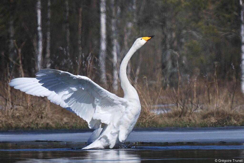 Whooper Swan