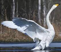 Whooper Swan