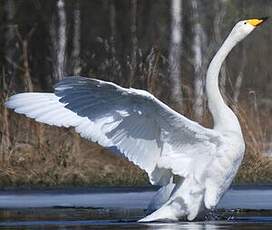 Cygne chanteur