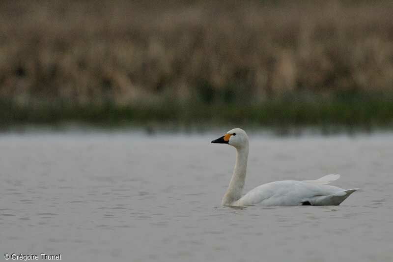 Cygne de Bewick