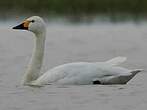 Cygne de Bewick