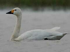 Tundra Swan