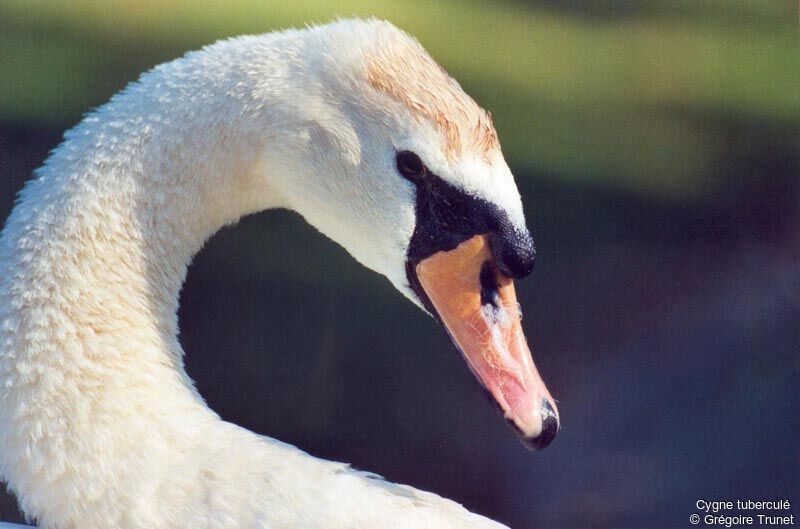 Cygne tuberculé