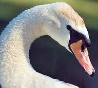 Mute Swan