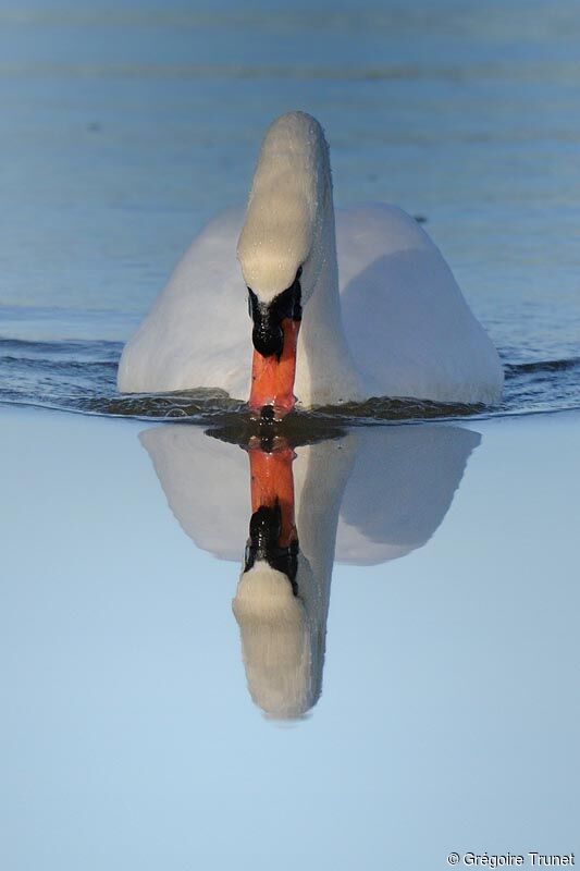 Mute Swan