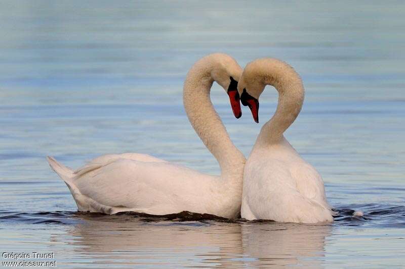 Mute Swanadult, courting display