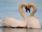 Cygne tuberculé