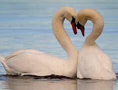 Mute Swan