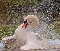 Cygne tuberculé