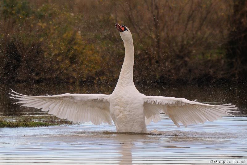 Cygne tuberculé