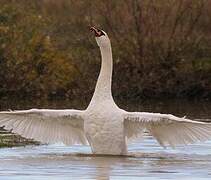 Mute Swan