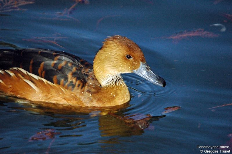 Fulvous Whistling Duck