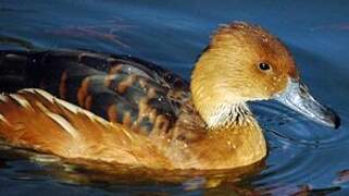 Fulvous Whistling Duck