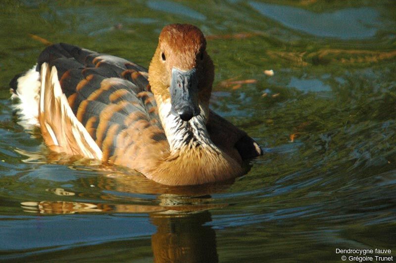 Dendrocygne fauve