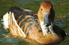 Dendrocygne fauve