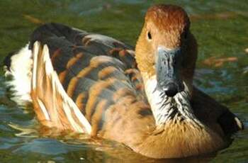 Dendrocygne fauve