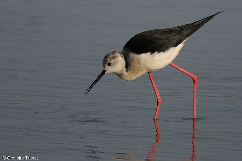 Échasse blanche, identification