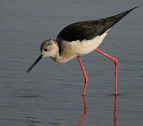 Black-winged Stilt