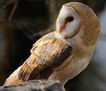 Western Barn Owl