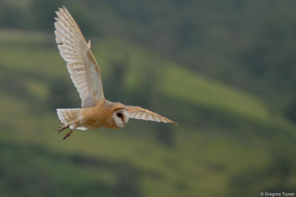 Western Barn Owl