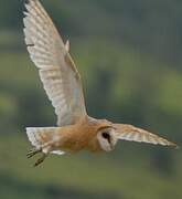 Western Barn Owl