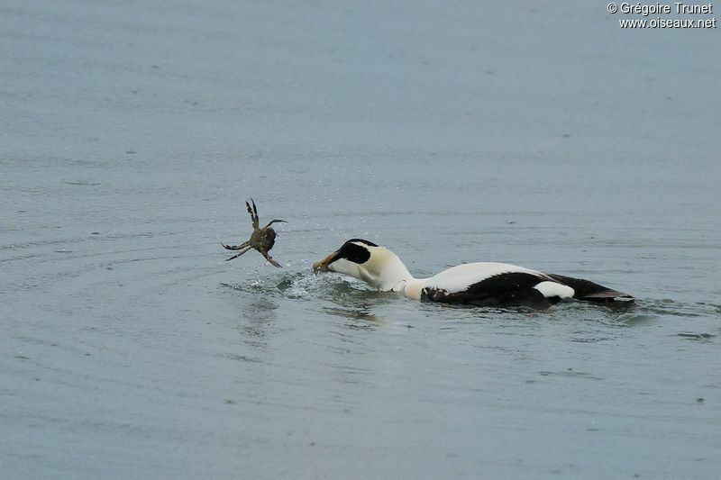 Common Eider