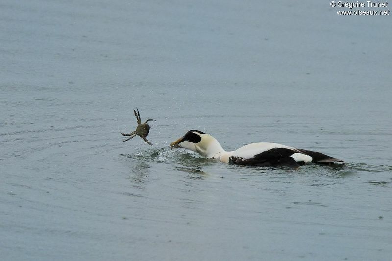 Eider à duvet