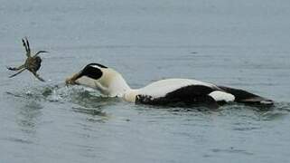 Eider à duvet