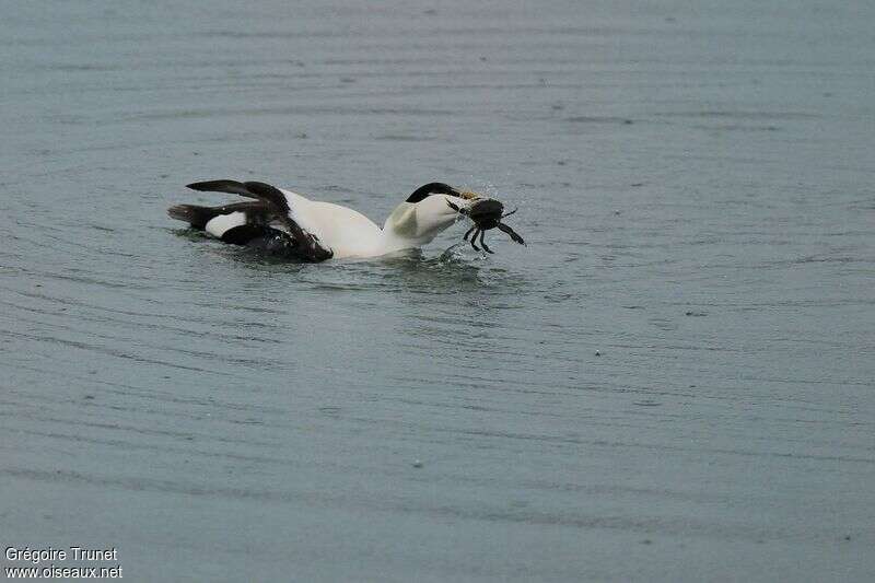 Common Eider male adult, feeding habits, eats