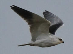 Black-winged Kite