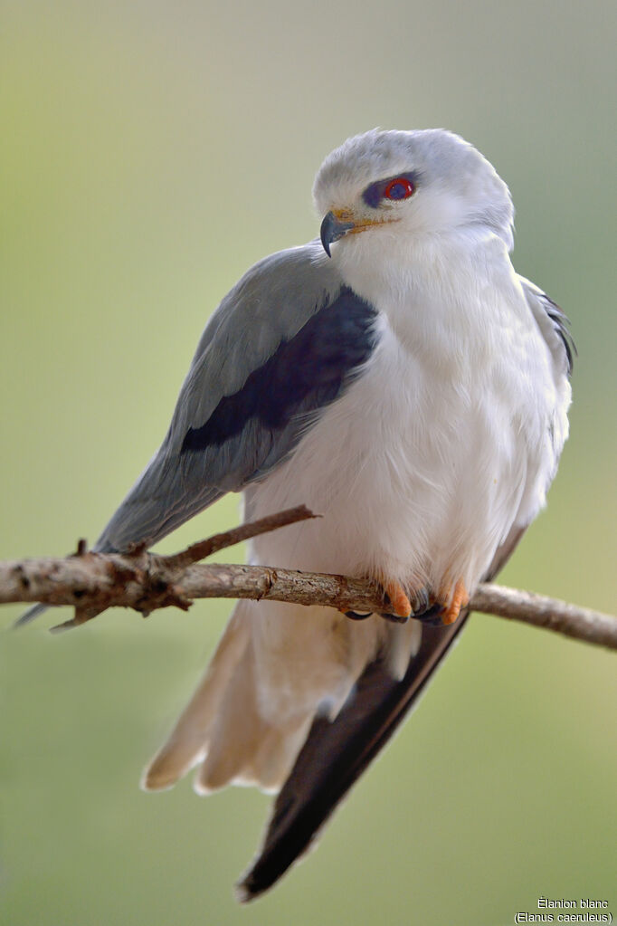 Black-winged Kiteadult