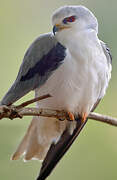 Black-winged Kite