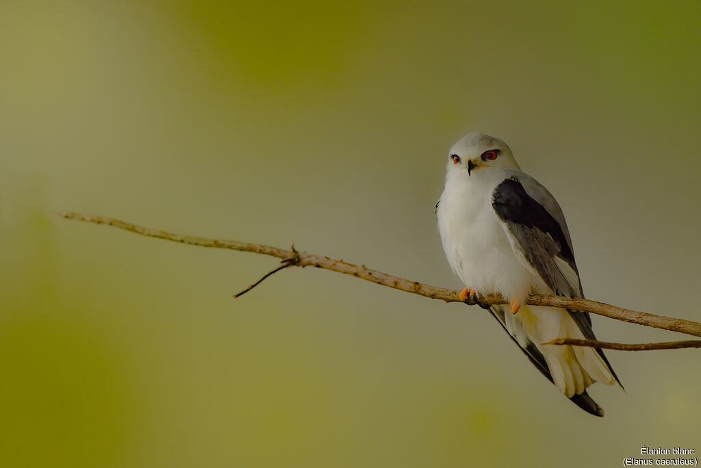 Black-winged Kiteadult, identification