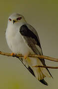 Black-winged Kite