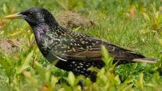 Common Starling