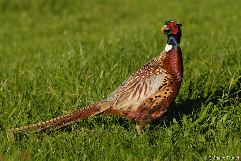 Common Pheasant