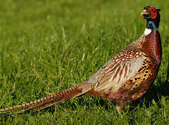 Common Pheasant