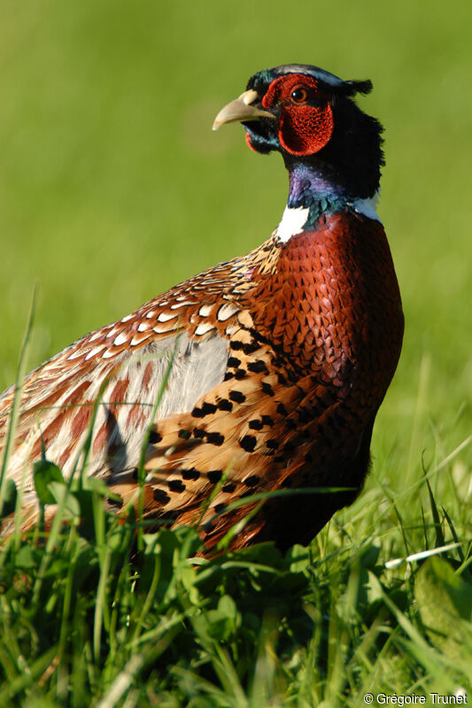 Common Pheasant