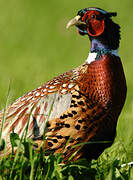 Common Pheasant